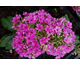 Phlox paniculata Early Velvet Flame ®