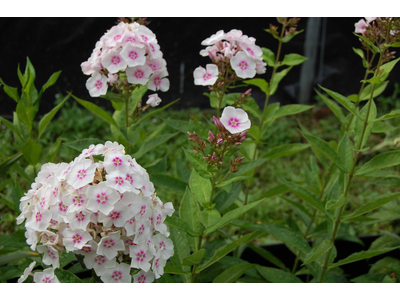 Phlox paniculata