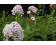 Phlox paniculata Europa