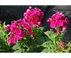 Phlox paniculata Grenadine Dream ®