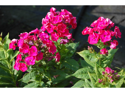 Phlox paniculata