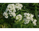 Phlox paniculata