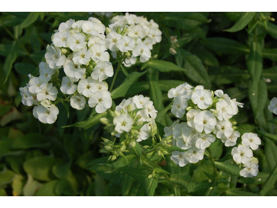 Phlox paniculata