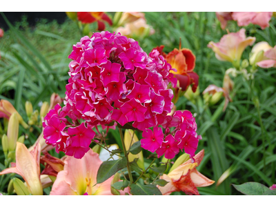 Phlox paniculata