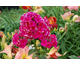 Phlox paniculata Juliglut