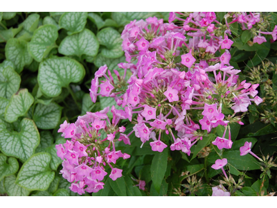 Phlox paniculata