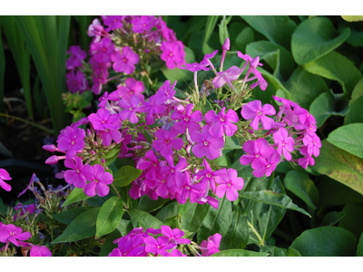 Phlox paniculata