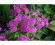 Phlox paniculata Junior Dream ®