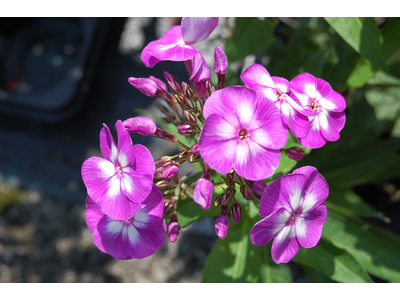 Phlox paniculata