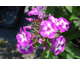 Phlox paniculata