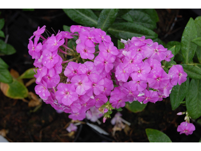 Phlox paniculata