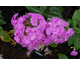 Phlox paniculata Lilac Flame ®