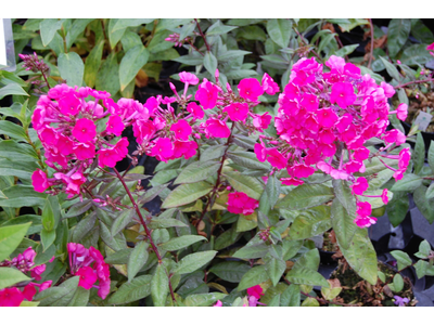 Phlox paniculata