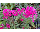 Phlox paniculata Nadia ®