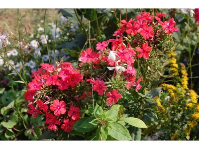 Phlox paniculata