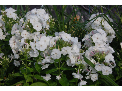 Phlox paniculata