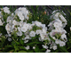 Phlox paniculata