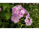 Phlox paniculata Pink Lady ®