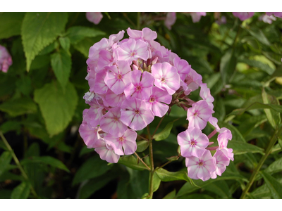 Phlox paniculata