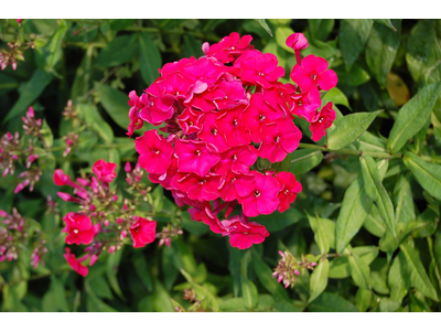 Phlox paniculata