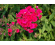 Phlox paniculata Red Riding Hood