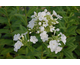 Phlox paniculata Rembrandt