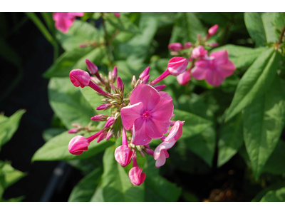 Phlox paniculata