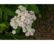 Phlox paniculata