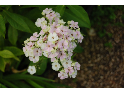 Phlox paniculata