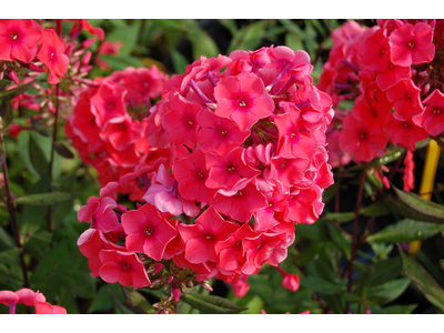 Phlox paniculata