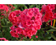 Phlox paniculata Tequila Sunrise ®