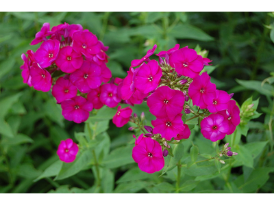 Phlox paniculata