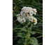 Phlox paniculata Tiara ®
