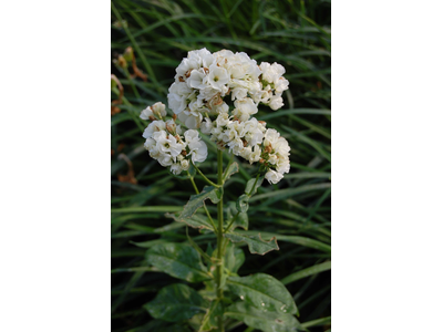 Phlox paniculata