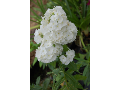 Phlox paniculata