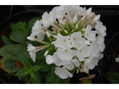 Phlox paniculata