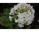 Phlox paniculata White Flame ®