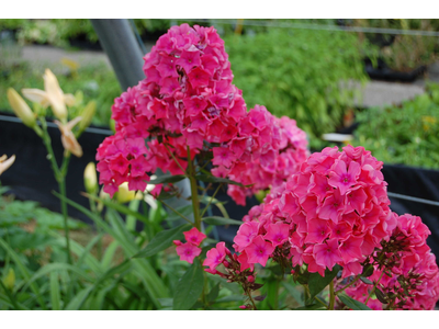 Phlox paniculata