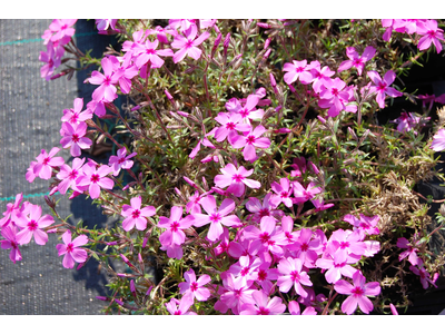 Phlox subulata