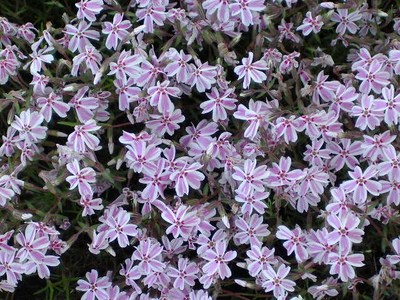 Phlox subulata