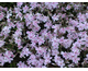 Phlox subulata Candy Stripes