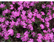 Phlox subulata