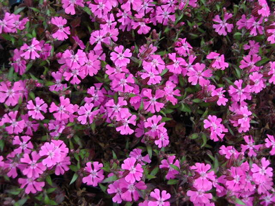 Phlox subulata