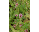 Phuopsis stylosa 