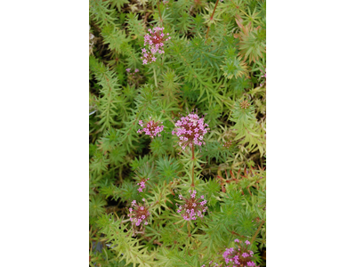 Phuopsis stylosa