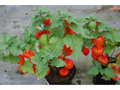 Physalis alkekengi var. franchetii 