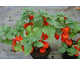 Physalis alkekengi var. franchetii 