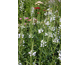 Physostegia virginiana Alba