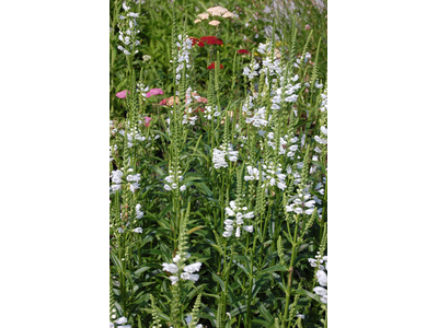 Physostegia virginiana
