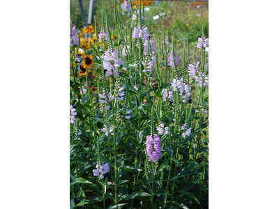 Physostegia virginiana